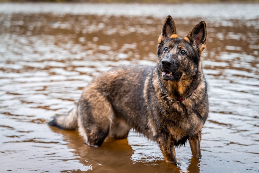 a dog standing in a body of water