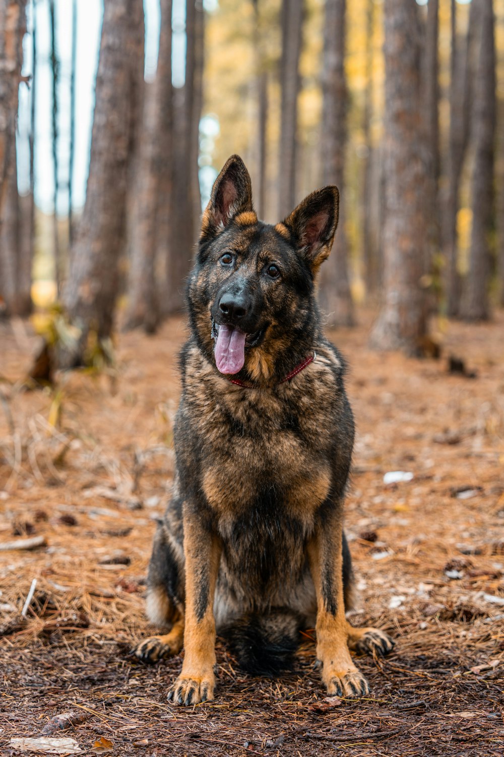 a dog sitting in the middle of a forest