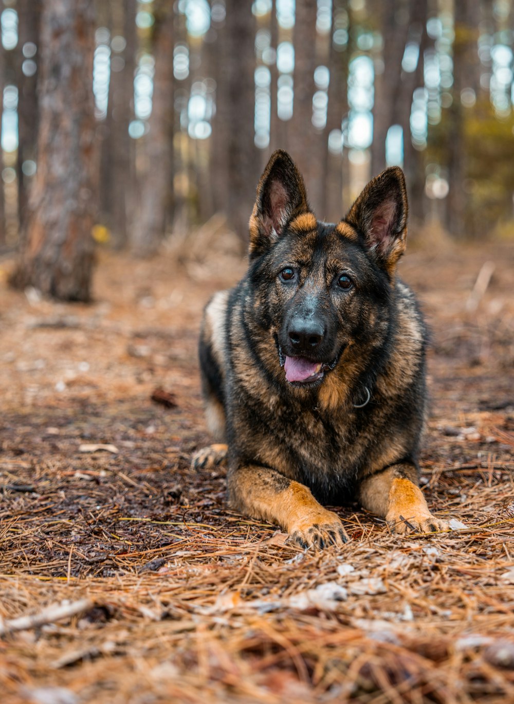 a dog laying on the ground in the woods