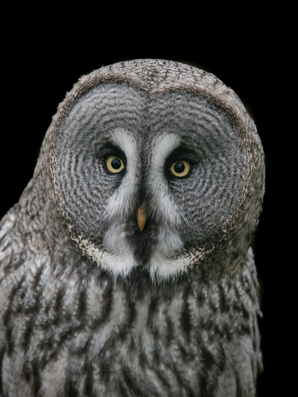 a close up of an owl with a black background