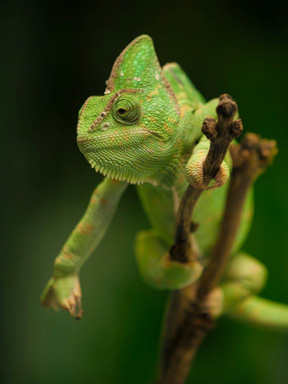 a close up of a green chamelon on a branch