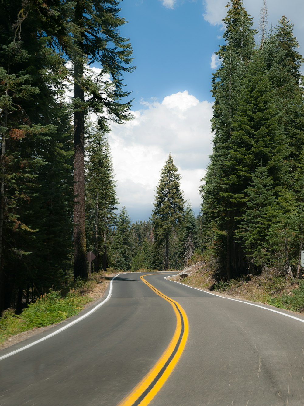 a curved road in the middle of a forest