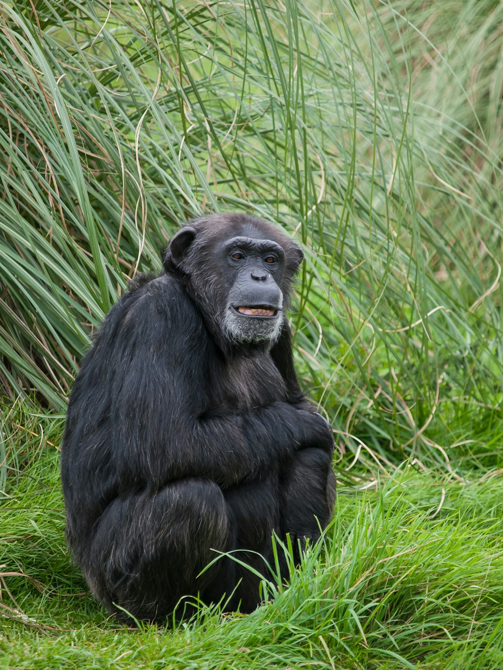 a chimpan sitting on the ground in the grass
