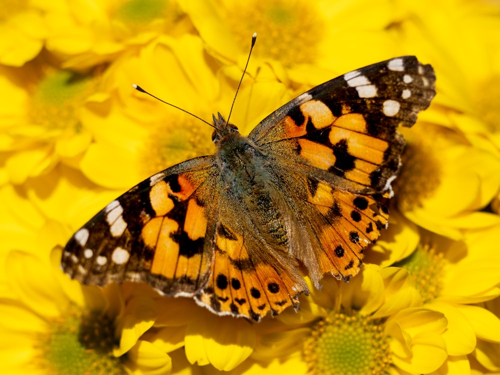 a close up of a butterfly on a flower