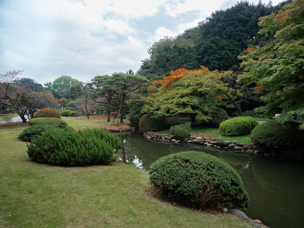 a small pond surrounded by lush green trees