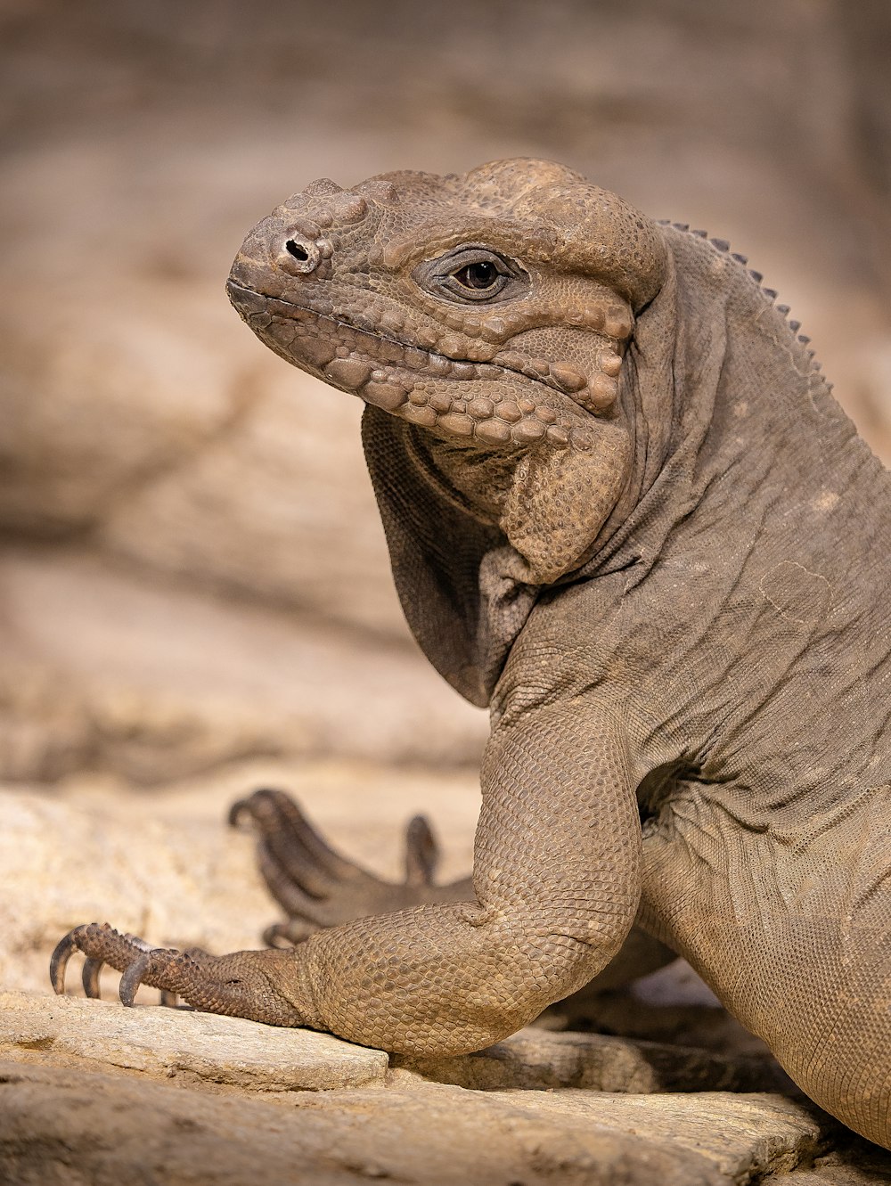 a close up of a lizard on a rock