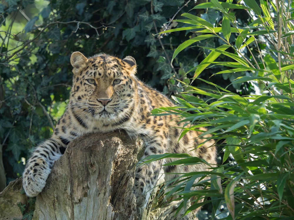 a large leopard laying on top of a tree stump