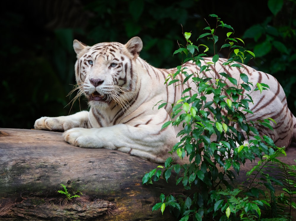 a white tiger laying on top of a log