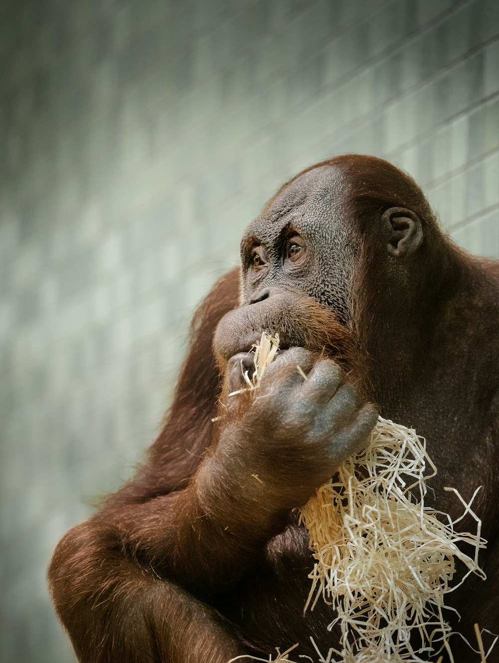 an orangutan eating hay in a zoo enclosure