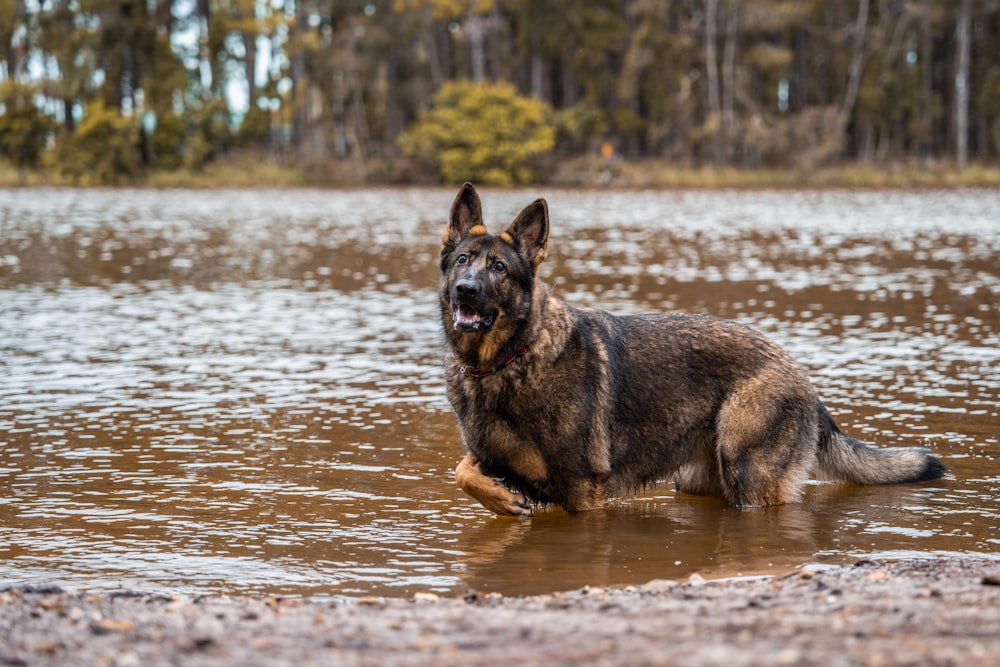 a german shepherd is wading in the water