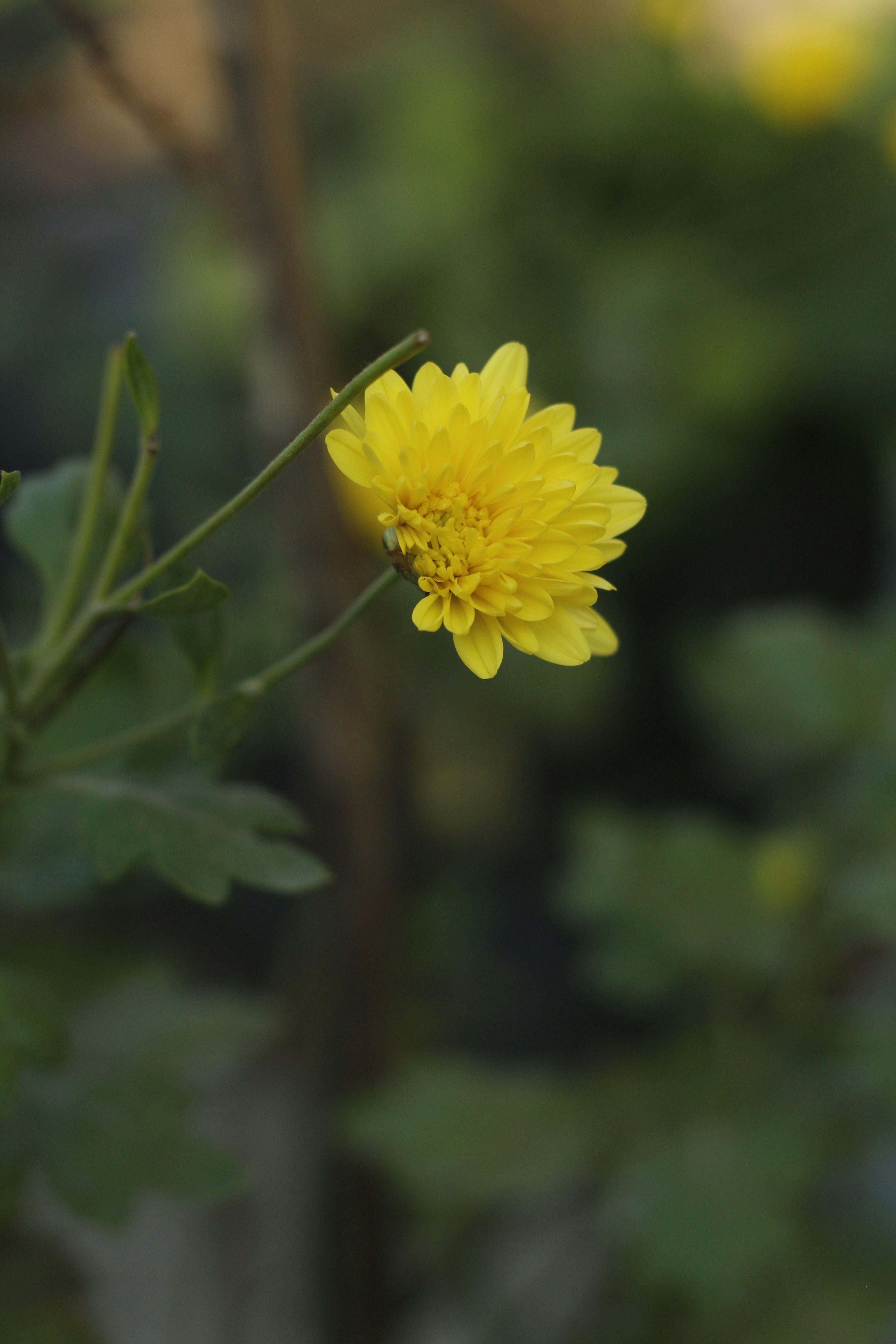 Photo by vipashabhardwaj