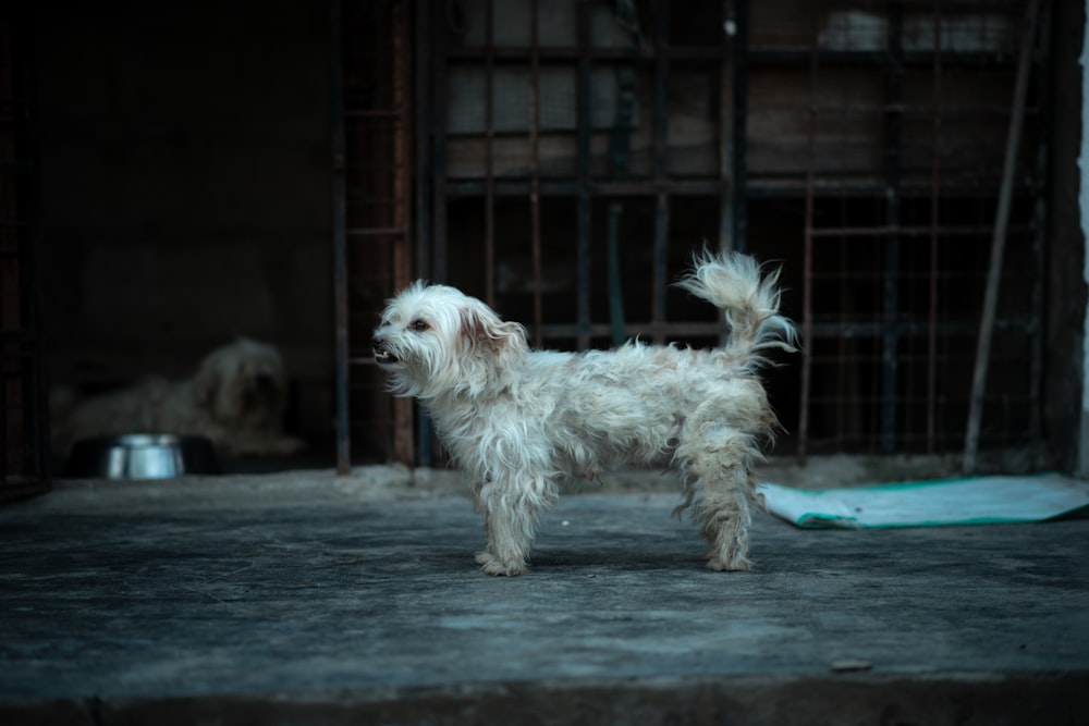 a small white dog standing in front of a cage