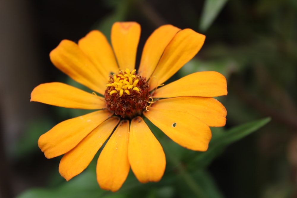 a close up of a yellow flower with green leaves