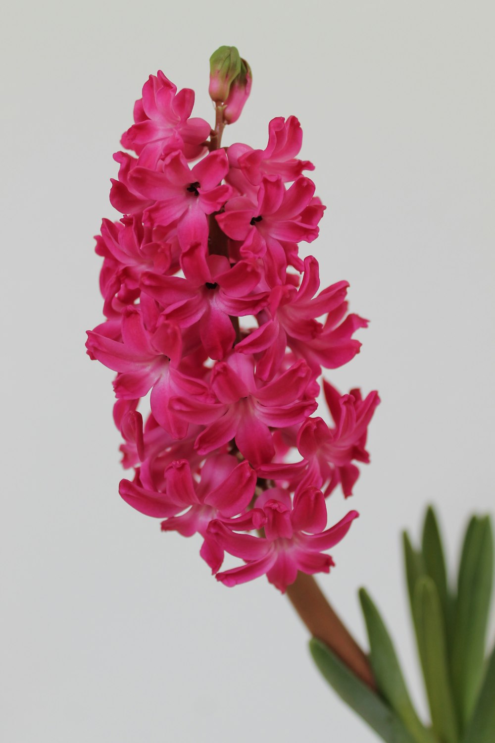 a close up of a pink flower with a white background