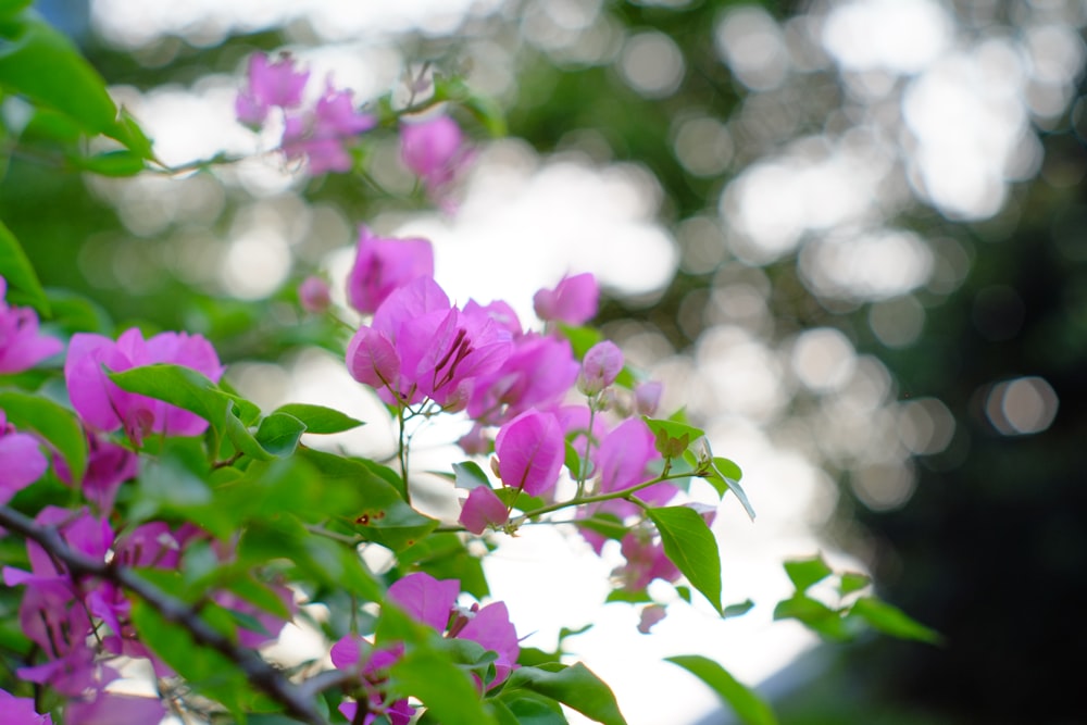 a bush of purple flowers with green leaves