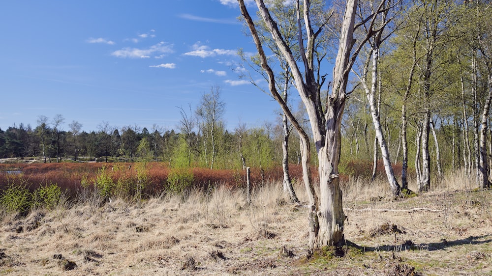 a grassy field with trees and bushes in the background