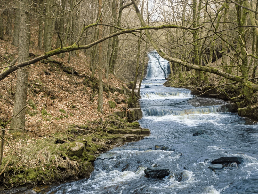 a stream running through a forest filled with trees