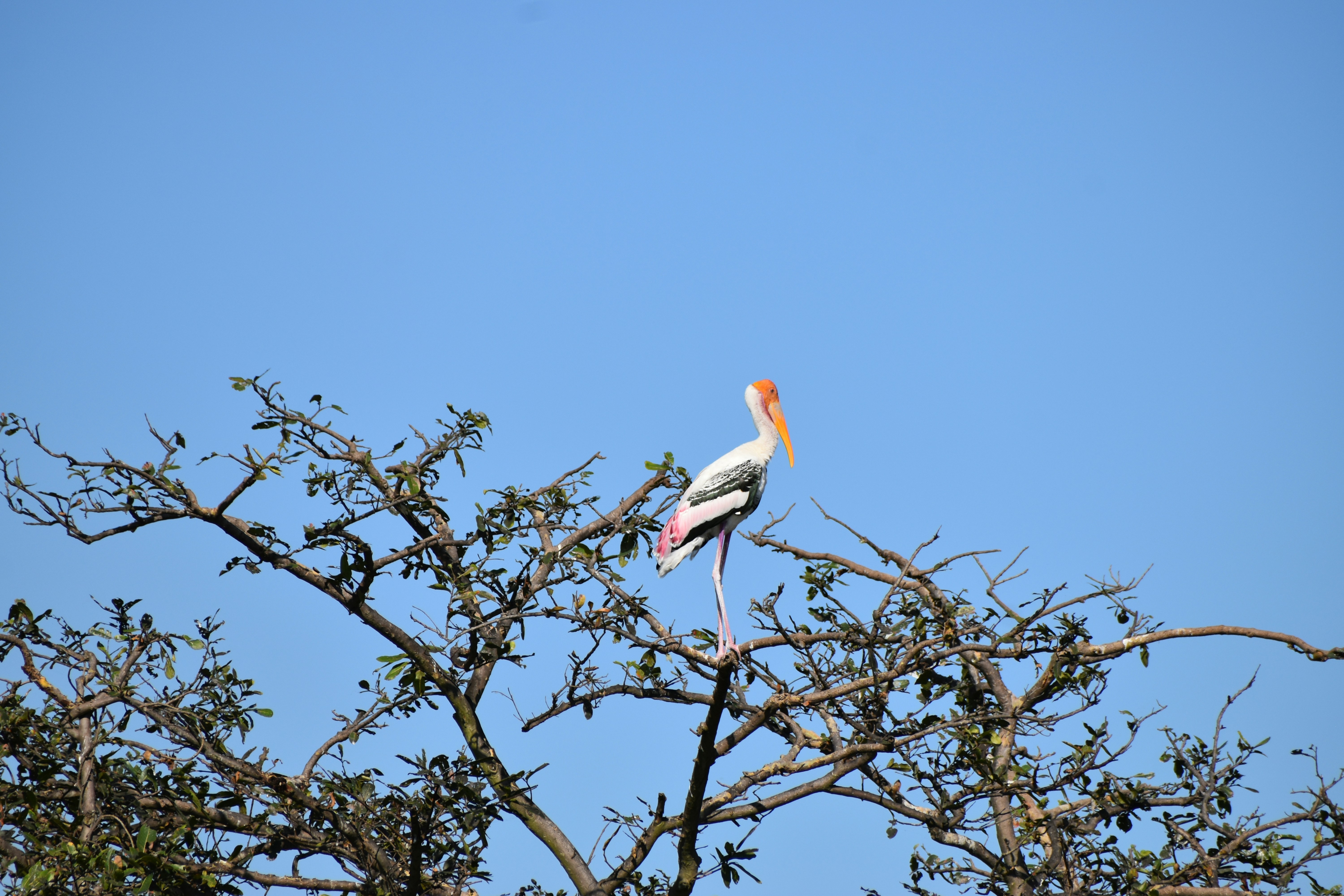 a bird sitting on top of a tree branch