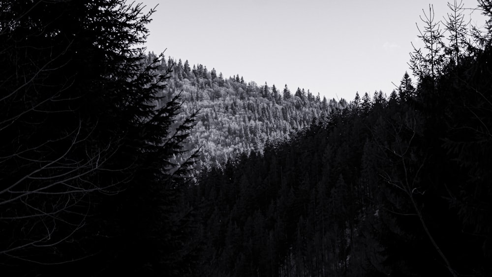 a black and white photo of trees and a mountain
