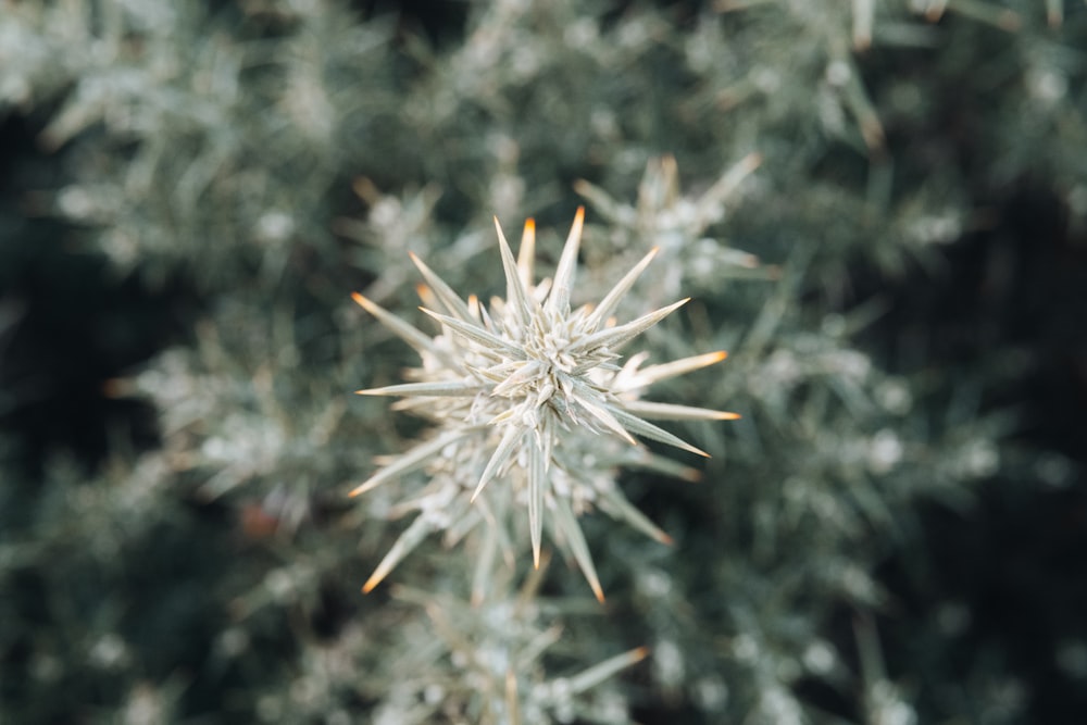 a close up of a plant with lots of leaves