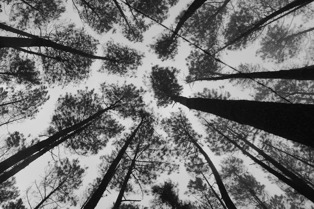 a group of tall trees standing in the middle of a forest