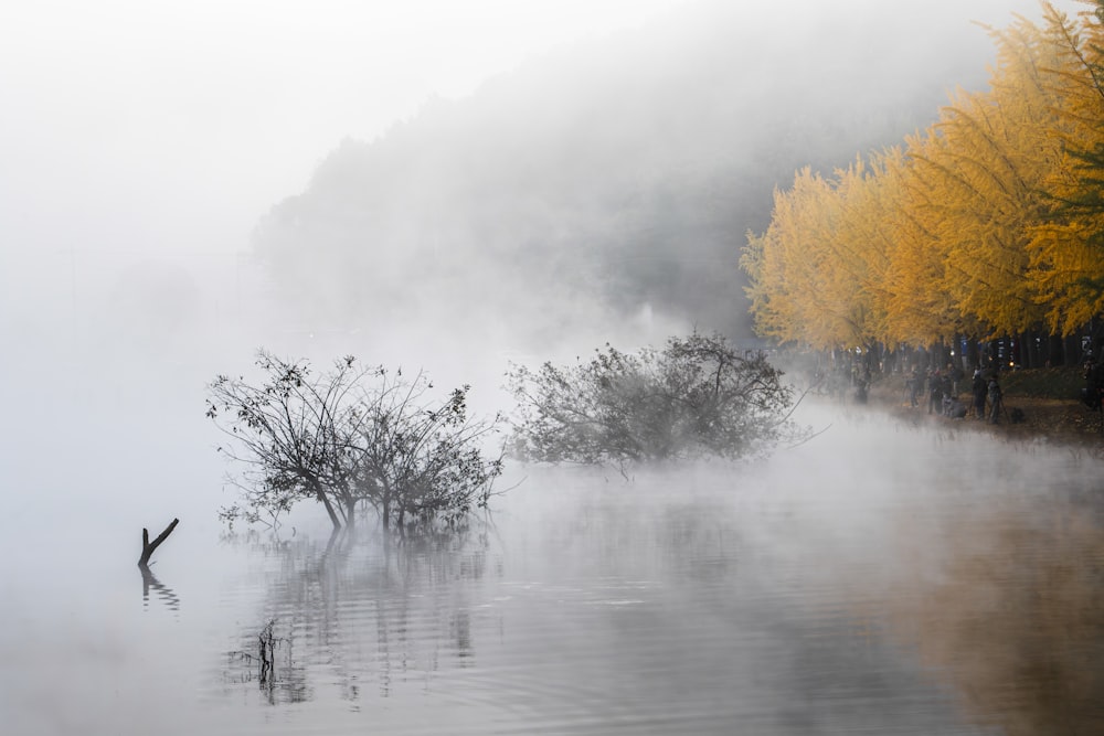 a body of water surrounded by trees and fog