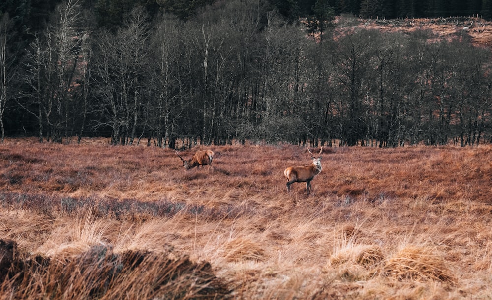 a herd of deer standing on top of a grass covered field