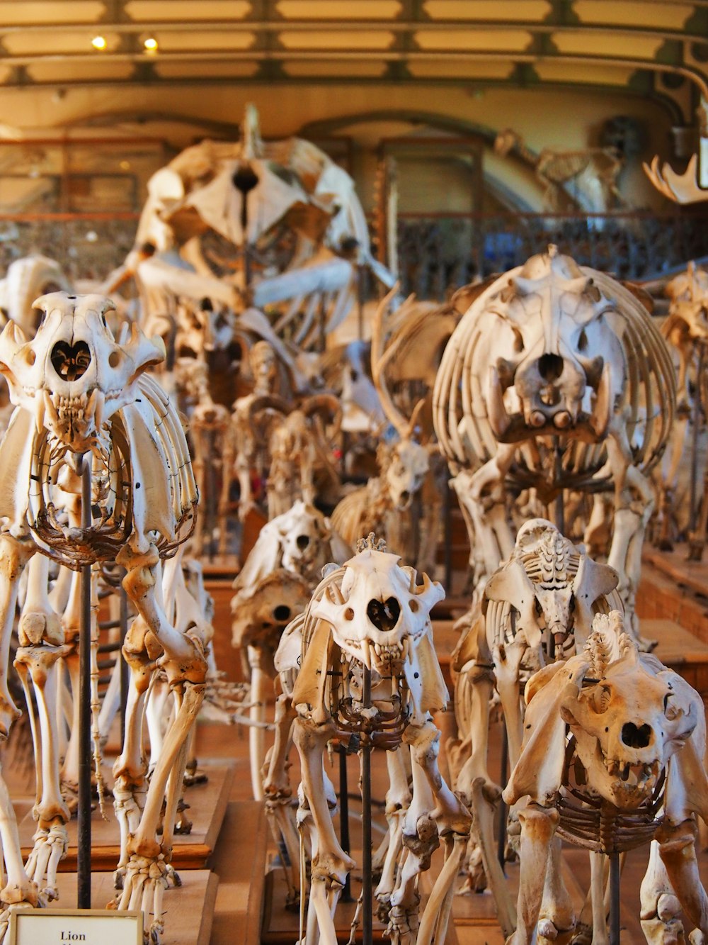 a bunch of animals that are on display