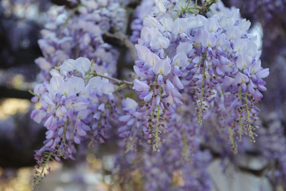 a bunch of purple flowers hanging from a tree