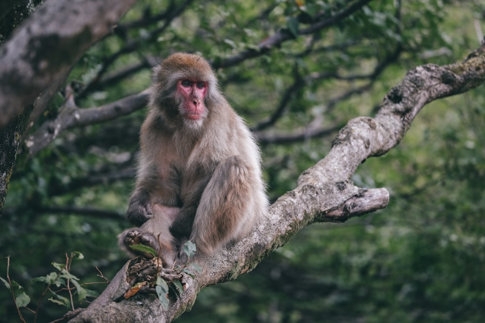 a monkey that is sitting on a tree branch