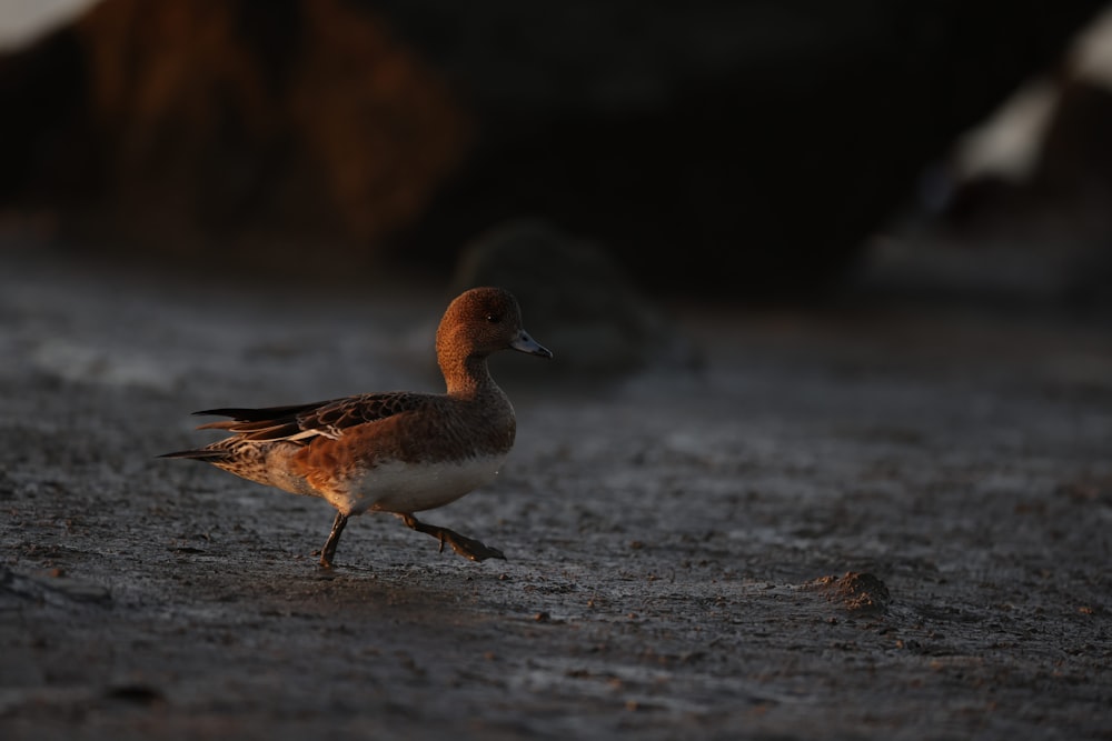 a small bird walking across a sandy beach