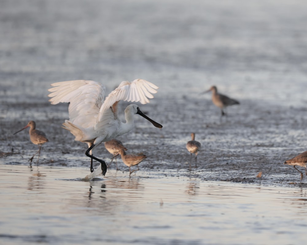 a flock of birds standing on top of a beach