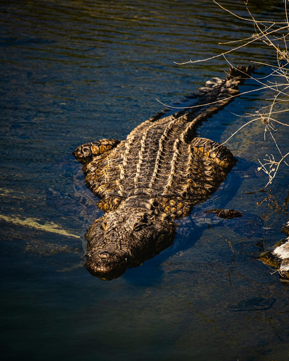 a large alligator laying on top of a body of water