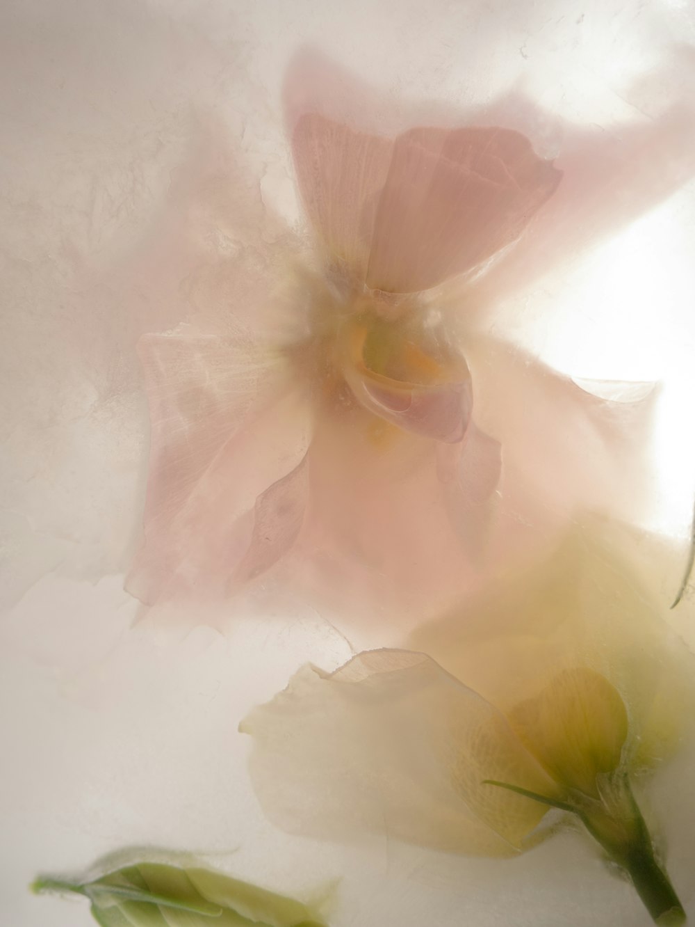 a close up of two flowers on a white surface