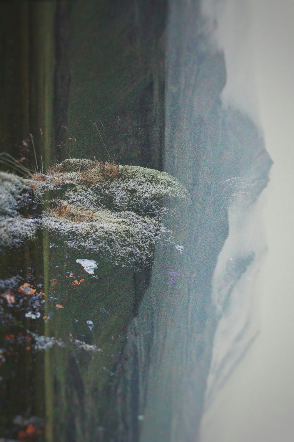 a picture of a mossy rock in the snow