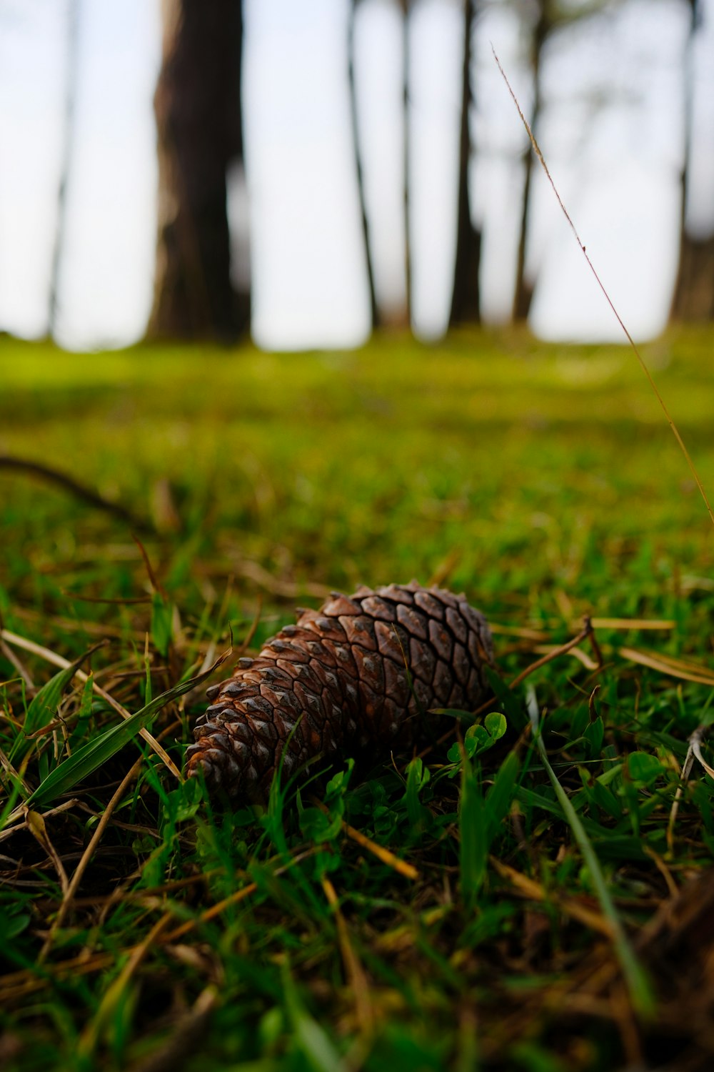 a pine cone laying on the ground in the grass