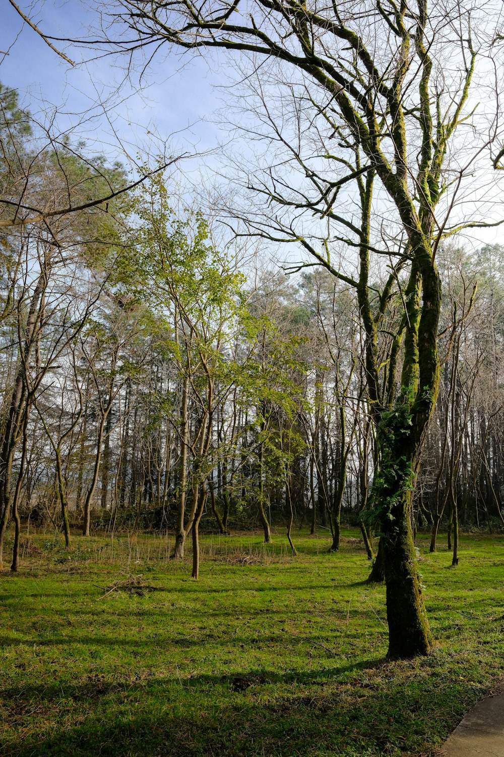 a park bench sitting in the middle of a field