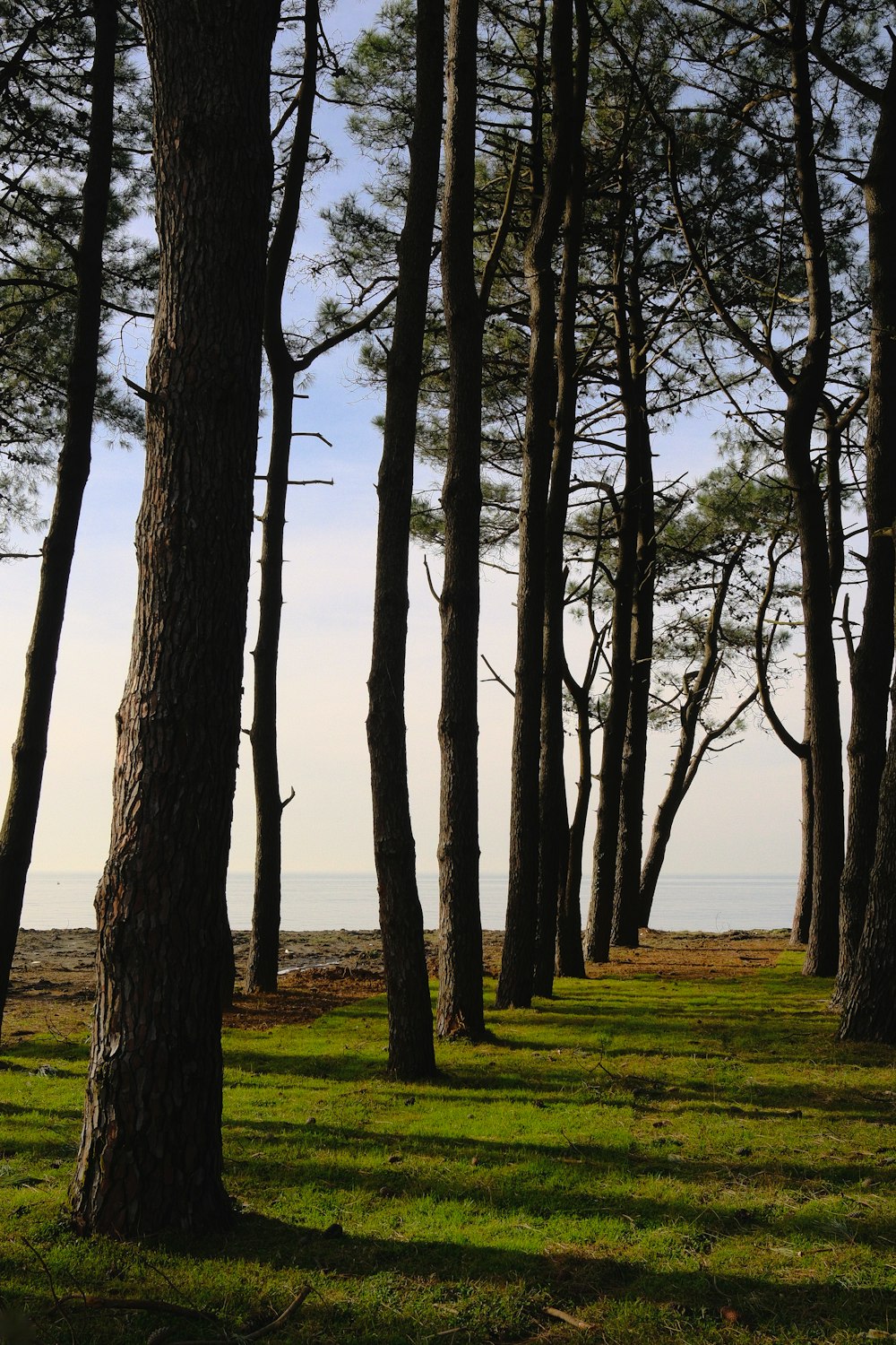 a group of trees that are standing in the grass