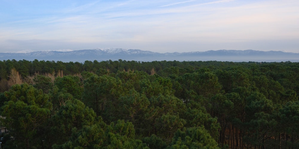 a view of a forest with mountains in the distance