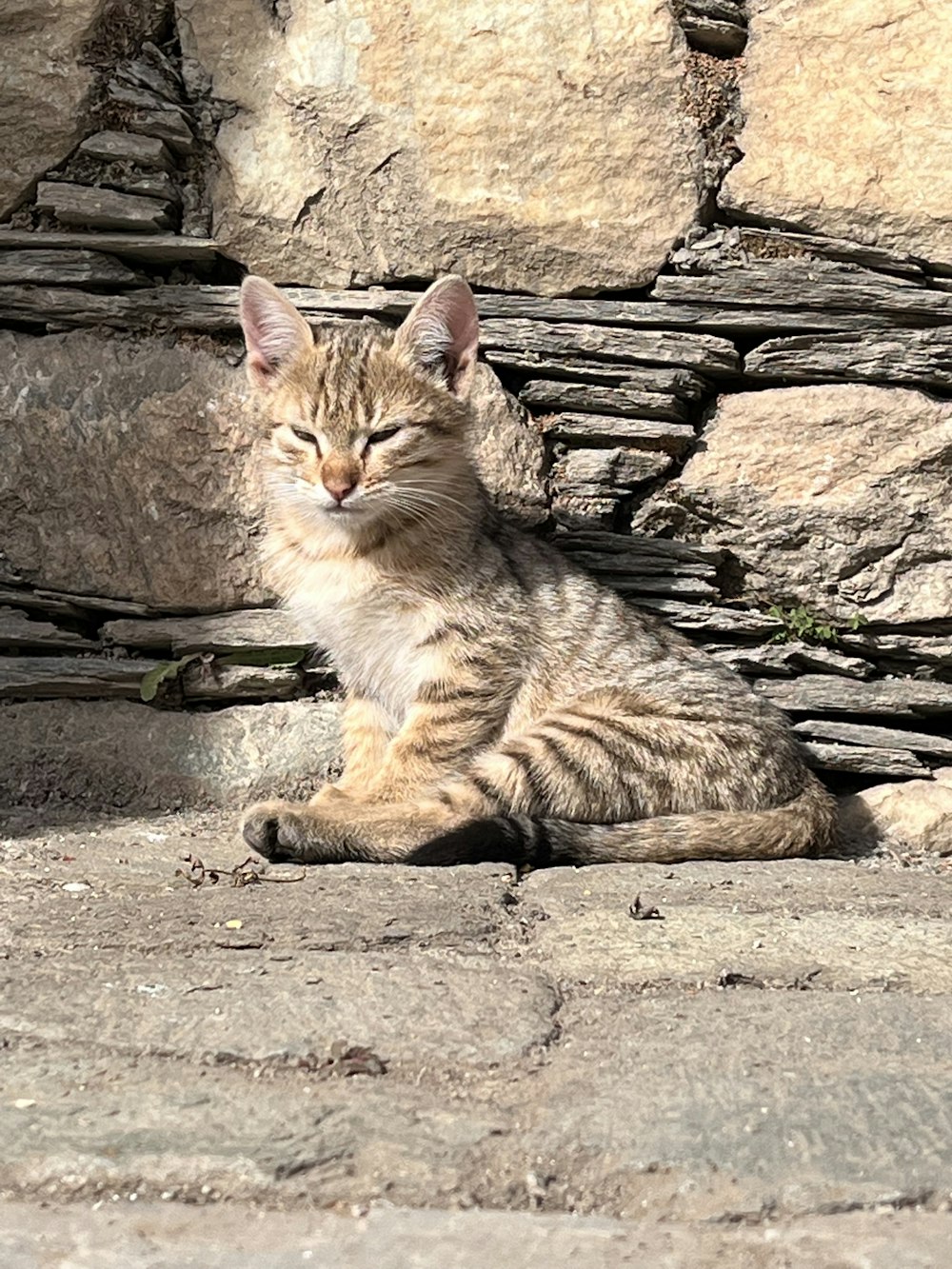 a cat sitting on the ground next to a stone wall