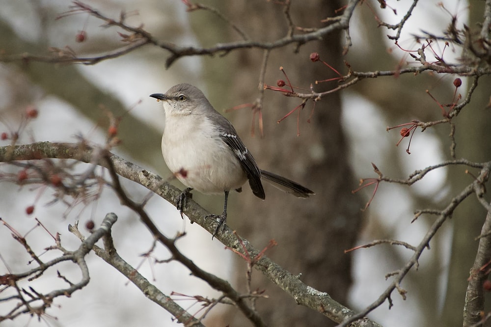 a bird sitting on a branch of a tree