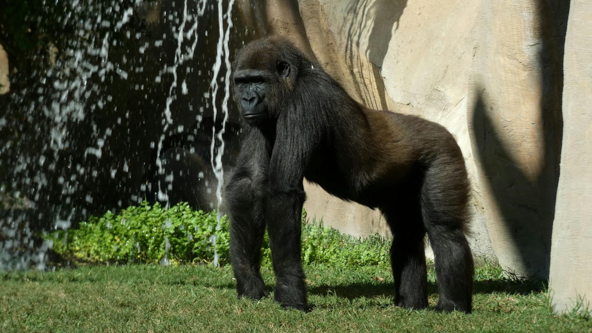 a gorilla standing next to a water fountain