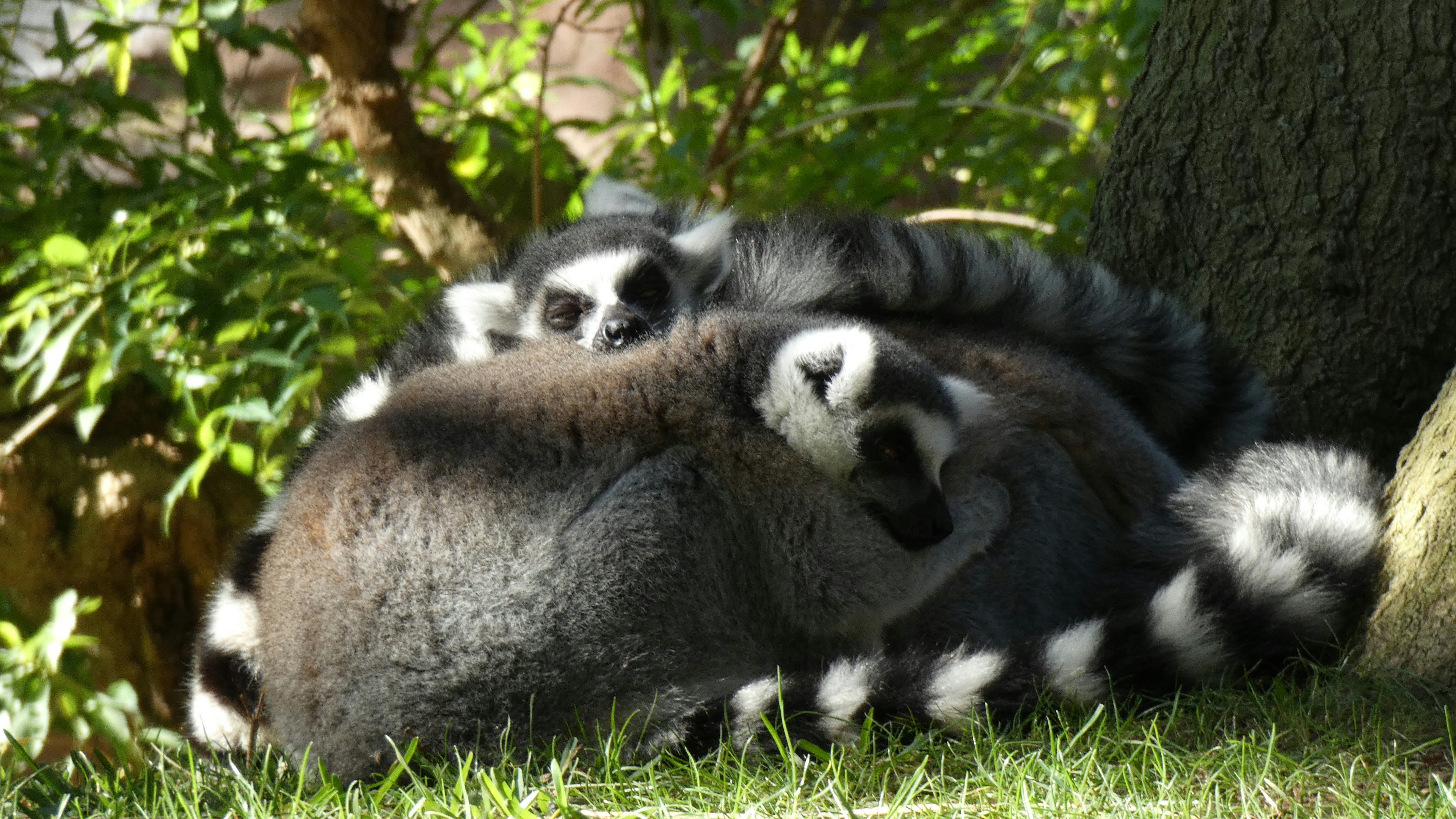 Skunks (De-scented): Cuddly, Curious, and Devoted (image credits: unsplash)