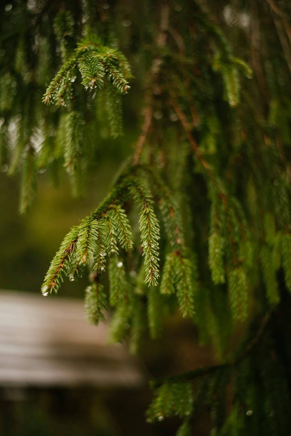 a close up of a pine tree branch