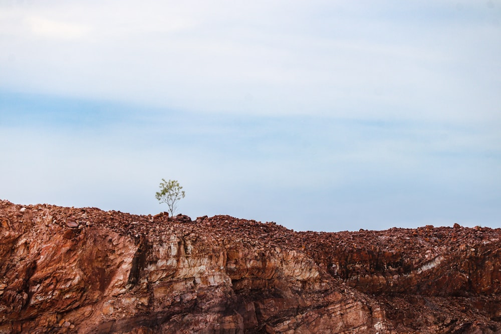 a lone tree sitting on top of a rocky hill