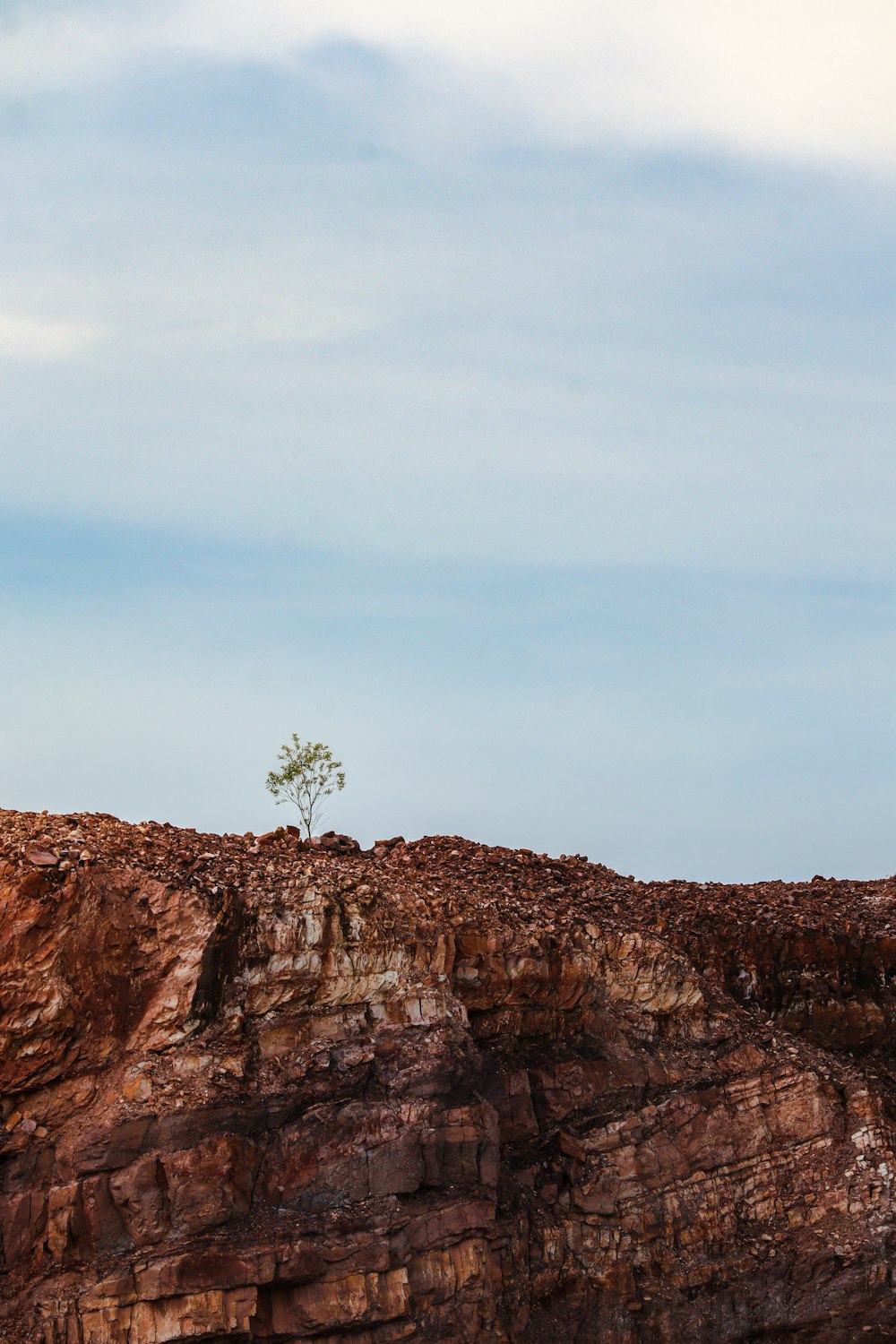 a lone tree on the edge of a cliff
