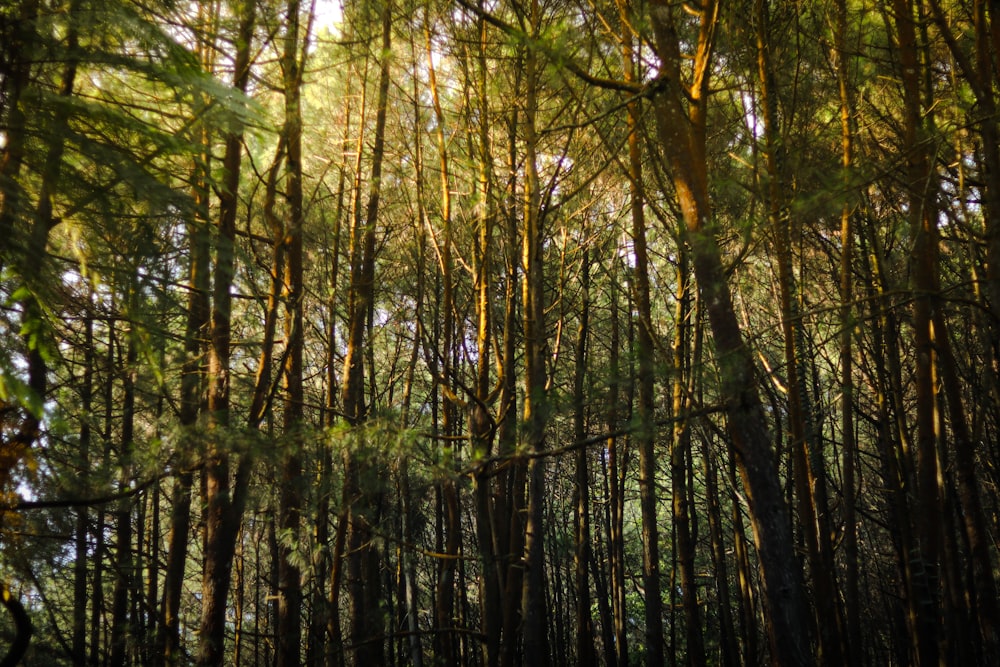 Ein Wald mit vielen hohen Bäumen