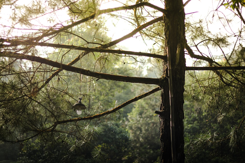 a lamp hanging from a tree in a forest