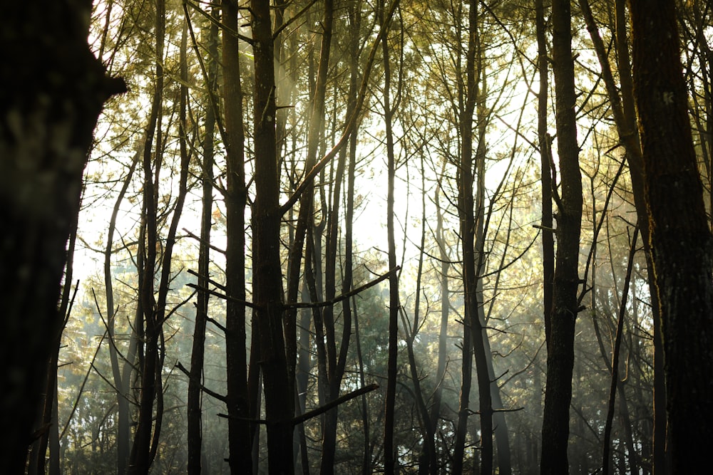 a forest filled with lots of tall trees