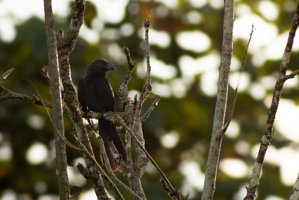 a black bird sitting on top of a tree branch